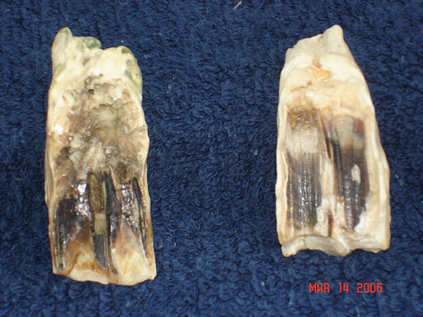 DSC00599