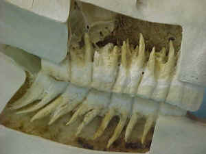 MVC-005S.jpg (46133 bytes)