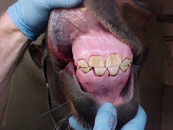 incisor14 retained301-401