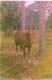 Fellsmere002